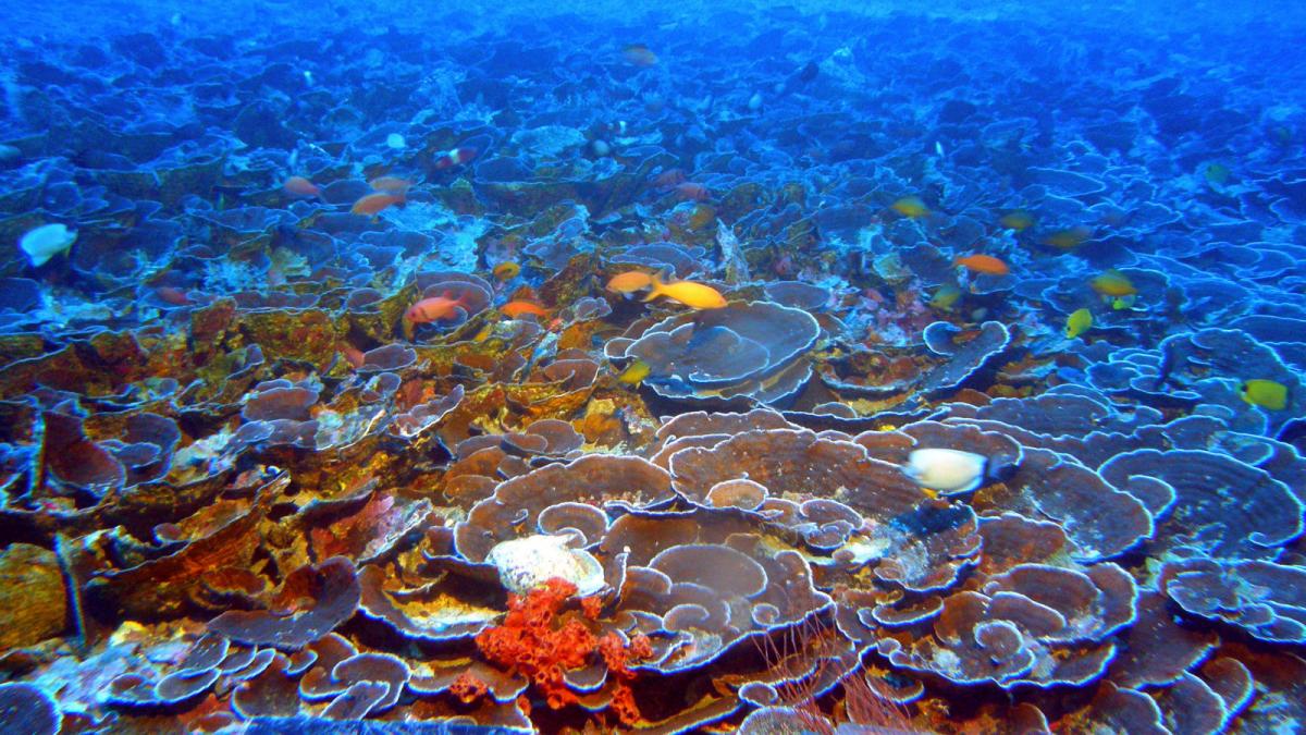 Reminder; Hawaii Legislature Passes Ban on Sunscreens With Ingredients That Kill Corals. Others Follow Suit